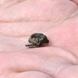 Le scarabée japonais (Popillia japonica) est un insecte vorace pouvant provoquer des dégâts considérables. Les individus adultes mangent les feuilles, les fruits et les fleurs de plus de 400 végétaux (archives). Keystone/WALTER BIERI
